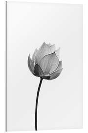 Magnettafel Einsamer Lotus