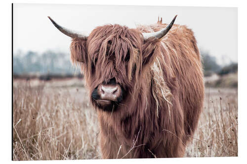 Aluminium print Brown highland cattle