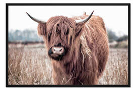 Gerahmter Kunstdruck Braunes Hochlandrind