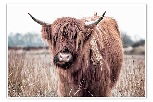 Poster Brown highland cattle