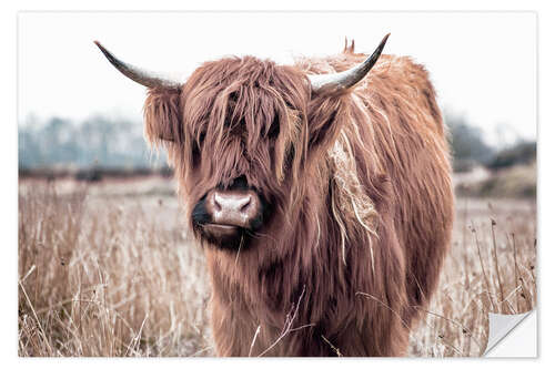 Naklejka na ścianę Brown highland cattle