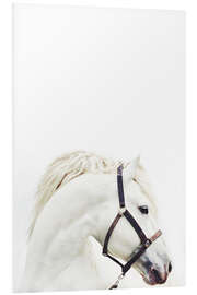 Foam board print White Horse