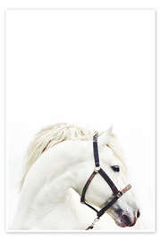 Poster Weißes Pferd