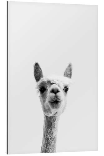 Aluminium print Alpaca