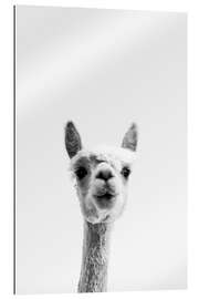 Gallery print Alpaca