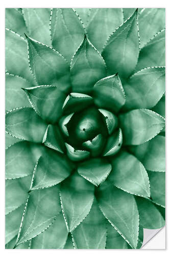 Sticker mural Succulente mandala II