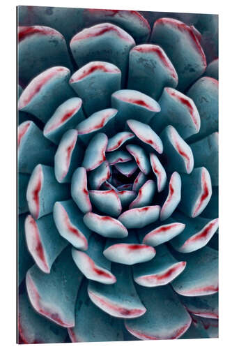 Gallery print Succulent pattern I