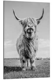 Aluminium print Scottish Highland Cattle