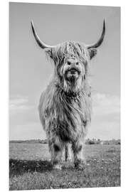 Foam board print Scottish Highland Cattle