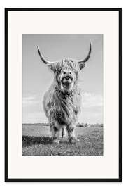 Gerahmter Kunstdruck Schottisches Hochlandrind