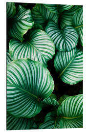 Gallery print Green foliage