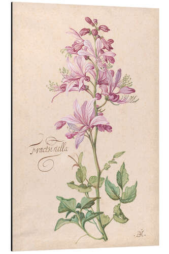 Aluminium print Dictamnus, also called Fraxinella