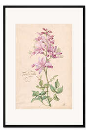 Gerahmter Kunstdruck Dictamnus, auch Fraxinella genannt