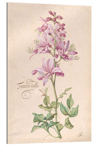 Gallery print Dictamnus, also called Fraxinella