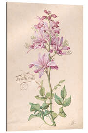 Gallery print Dictamnus, also called Fraxinella