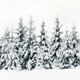 Magnettafel Winterwald