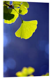 Acrylglasbild Ginkgo Blatt