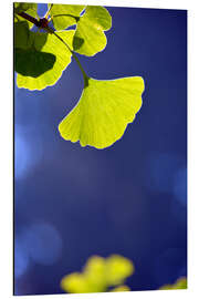 Alubild Ginkgo Blatt