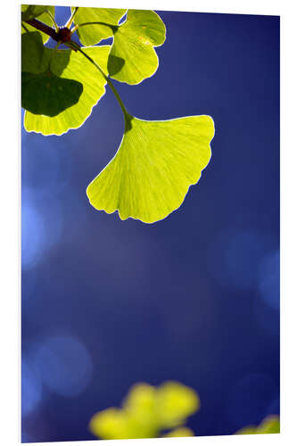 Quadro em PVC Folha de ginkgo