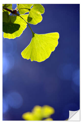 Wandsticker Ginkgo Blatt