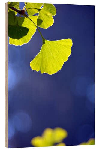 Wood print Ginkgo leaf