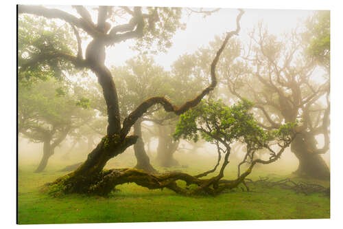 Aluminium print Gnarled tree - fairytale forest