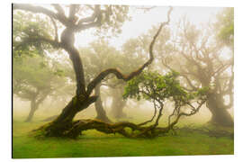 Aluminiumtavla Gnarled Tree - Fairytale Forest