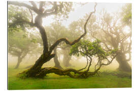 Gallery print Gnarled tree - fairytale forest