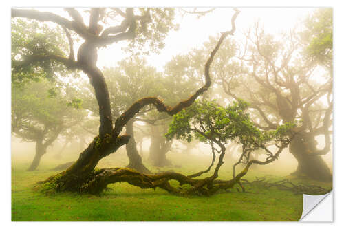 Selvklebende plakat Gnarled tree - fairytale forest