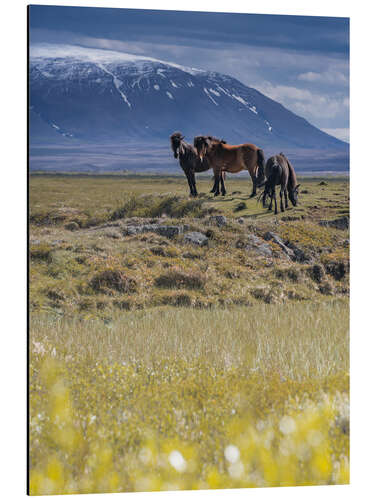 Aluminium print Iceland horses