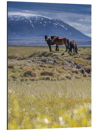 Aluminium print Iceland horses