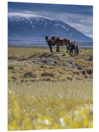 Foam board print Iceland horses