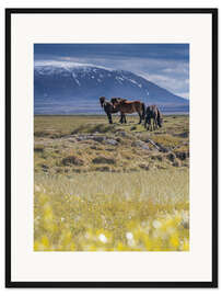 Gerahmter Kunstdruck Islandpferde