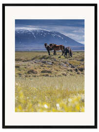 Impression artistique encadrée Chevaux en Islande