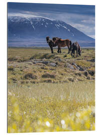 Tableau en plexi-alu Chevaux en Islande