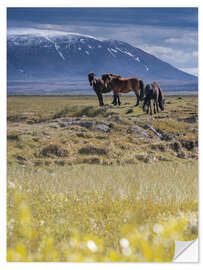 Sticker mural Chevaux en Islande