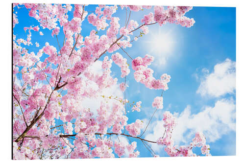 Aluminium print Pink cherry blossom in front of blue sky