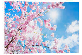 Foam board print Pink cherry blossom in front of blue sky