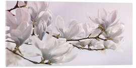 Stampa su vetro acrilico  Magnolia Blossoms Panorama I - Atteloi