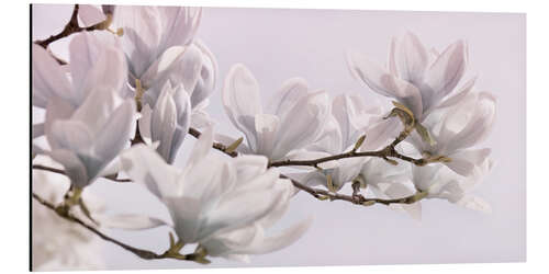 Aluminium print Magnolia Blossoms Panorama I