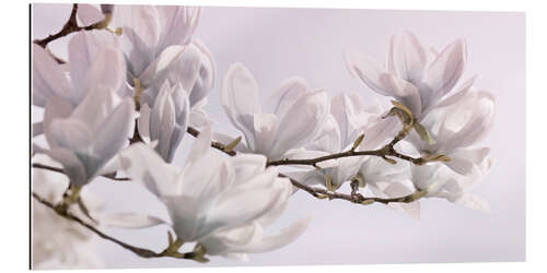 Stampa su plexi-alluminio Magnolia Blossoms Panorama I