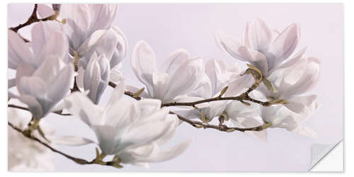 Wall sticker Magnolia Blossoms Panorama I