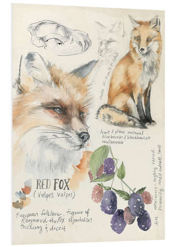 Foam board print Red Fox & Blackberries