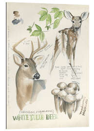 Gallery print Whitetailed deer &amp; forest mushrooms