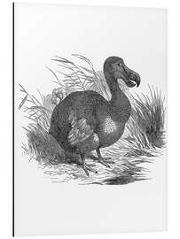 Aluminium print Dodo