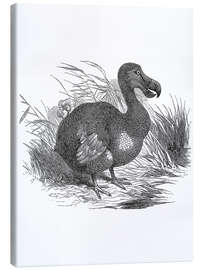 Canvas print Dodo