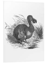 Foam board print Dodo