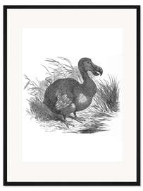 Gerahmter Kunstdruck Dodo