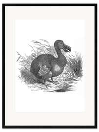 Framed art print Dodo