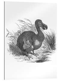 Gallery print Dodo